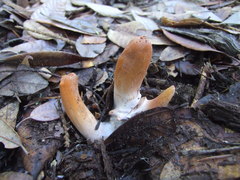 Clavariadelphus subfastigiatus