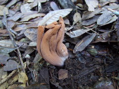 Clavariadelphus subfastigiatus