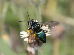 Thalestria spinosa