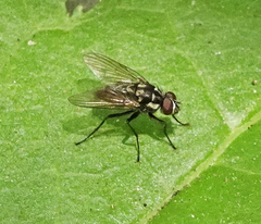 Limnophora