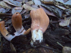 Clavariadelphus subfastigiatus