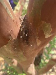 Eriococcus lagerstroemiae