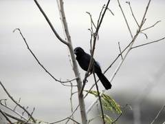 Laniarius funebris