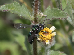 Thalestria spinosa
