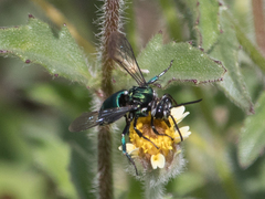 Thalestria spinosa