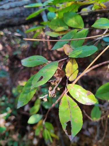 Eubotrys racemosa image