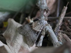 Melipotis nigrobasis