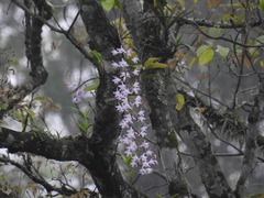 Dendrobium