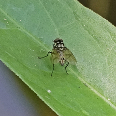 Limnophora