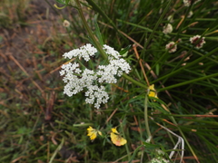 Conopodium