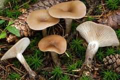 Clitocybe metachroa