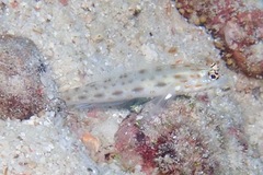 Ctenogobiops pomastictus