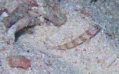 Amblyeleotris periophthalmus