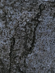 Zimmermannia liebwerdella