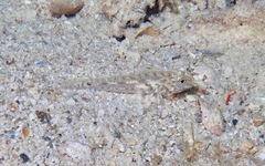 Fusigobius neophytus