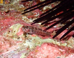 Ecsenius paroculus