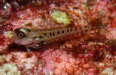 Ecsenius paroculus