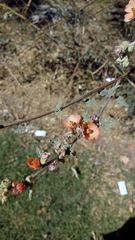 Sphaeralcea cordobensis