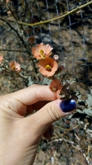 Sphaeralcea cordobensis
