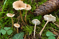 Pseudoomphalina