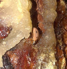 Mulsantina mexicana