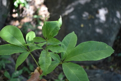 Godmania aesculifolia