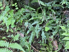 Pteris dimorpha prolongata