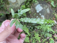 Pteris dimorpha prolongata