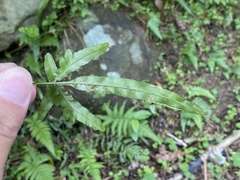Pteris dimorpha prolongata