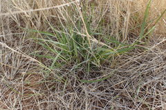 Eragrostis obtusa