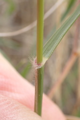 Eragrostis obtusa