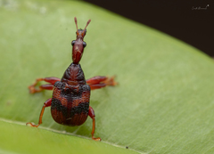 Apoderina