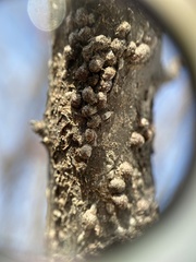 Parthenolecanium corni