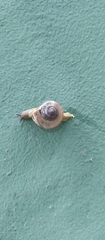 Macrochlamys indica