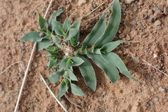 Tragus berteronianus