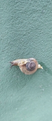 Macrochlamys indica