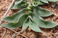 Tragus berteronianus