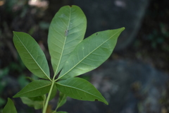 Godmania aesculifolia