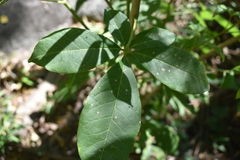 Godmania aesculifolia