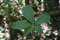Godmania aesculifolia