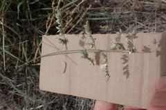 Eragrostis echinochloidea