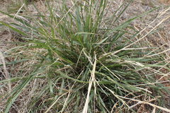 Eragrostis echinochloidea