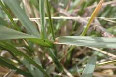 Eragrostis echinochloidea