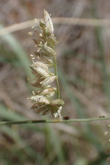 Eragrostis echinochloidea
