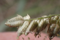 Eragrostis echinochloidea