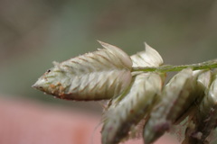 Eragrostis echinochloidea