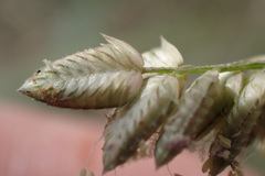 Eragrostis echinochloidea