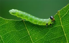 Pristiphora leucopus