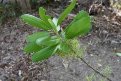 Forchhammeria pallida