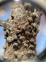 Parthenolecanium corni